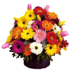 canasta de gerberas y tulipanes